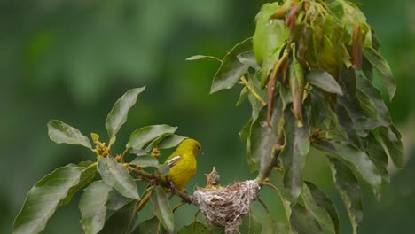 La-Madre-De-La-Hermosa-Iora-Común-De-Plumas-Amarillas-O-Aegithia-Tiphia-Vino-Y-Trajo-Insectos-Para-Alimentar-A-Sus-Polluelos