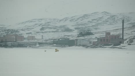 A-mother-Polar-Bear-and-her-Cub-walk-across-an-icy-landscape-in-Svalbard