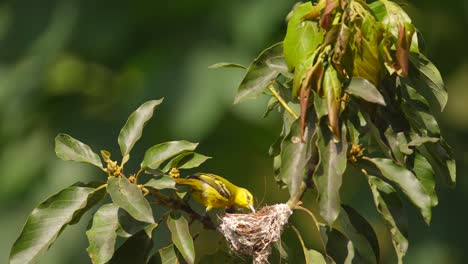 a-beautiful-Common-iora-or-aegithia-tiphia-bird-with-yellow-feathers-is-cleaning-the-nest