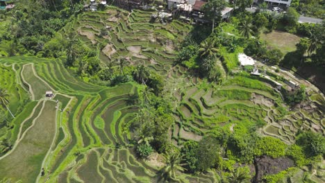 Aerial-introduction-of-the-Tegalalang-rice-terrace-with-the-wide-view-of-the-beutiful-tropical-environment-surrounded-by-palm-trees-near-Ubud-in-Bali-Indonesia