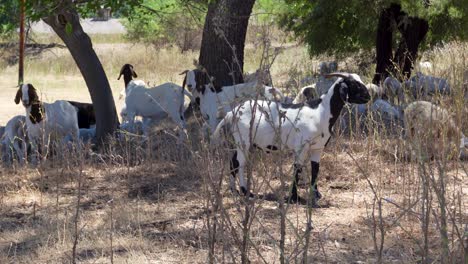 Sheep-and-Goats-used-for-fire-vegetation-management