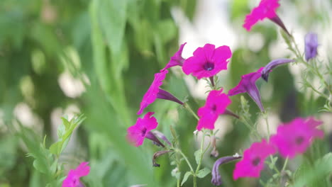 Hermosas-Petunias-Moradas-Soplando-En-El-Viento-En-Cámara-Lenta