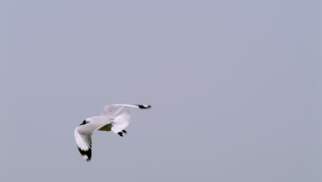 Black-headed-seagull-flying-above-the-murky-estuarine-waters-in-a-coastal-area-located-in-Samut-Prakan-province-in-Thailand