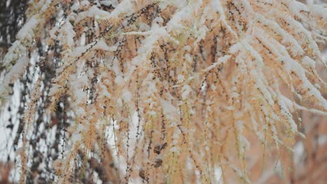 Der-Erste-Schnee-Der-Saison-Fällt-Auf-Die-Schlanken-Zweige-Mit-Trockenen-Gelben-Blättern