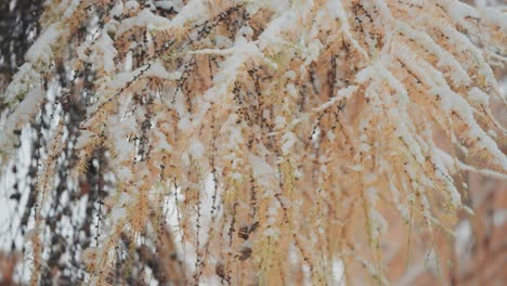 The-first-snow-of-the-season-falls-on-the-slender-branches-with-dry-yellow-leaves