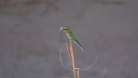 Blue-tailed-bee-eater-with-Hunt-on-Perch-near-Colony