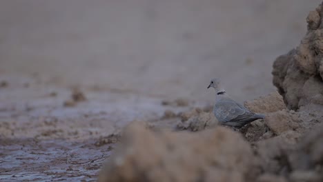 Paloma-De-Collar-Euroasiática-Buscando-Agua-En-Una-Zona-Desértica