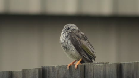 Lauter-Bergmannvogel,-Der-Auf-Einem-Zaun-Thront-Und-Dann-Davonfliegt,-Nasser-Regen,-Australien,-Gippsland,-Victoria-Maffra