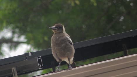 Juvenile-Young-Australian-Magpie-On-Top-Of-Shed-Roof-Big-Green-Tree-In-Background-Daytime-Australia-Gippsland-Maffra-Victoria