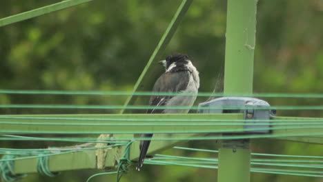 Butcherbird-Posado-Sobre-La-Línea-De-Lavado-De-Ropa-Lloviendo-Australia-Gippsland-Maffra-Victoria-Durante-El-Día