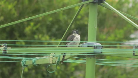 Butcherbird-Sitting-On-Clothes-Washing-Line-Raining-Australia-Gippsland-Maffra-Victoria-Daytime