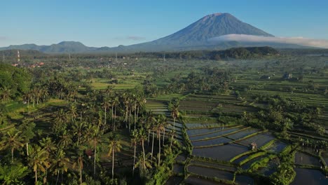 Drone-flying-over-lush-green-farm-land-with-water-filled-rice-fields,-lined-with-coconut-trees-and-a-volcano-in-the-background