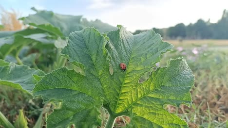 Un-Primer-Plano-De-Una-Mariquita-Descansando-Sobre-Una-Hoja-De-Calabaza-En-El-Campo-Italiano