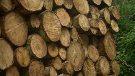 Wooden-piles-logs-stack-against-forest-background