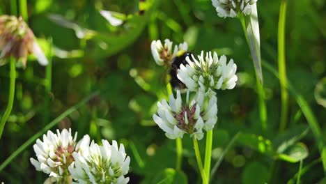 Bumblebee-on-white-wild-flowers-in-green-surroundings-collecting-nectar