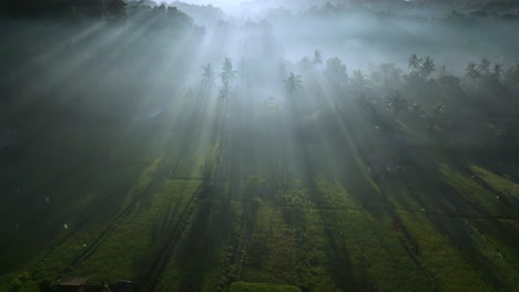 Sun-rays-shining-through-threes,-early-morning-making,-what-seems-to-be-a-beautiful-misty-morning-scene