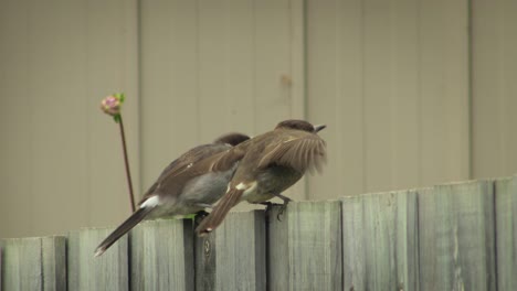 Butcherbird-Flying-Off-Fence-Australia-Gippsland-Maffra-Victoria
