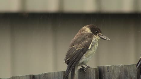 Bebé-Juvenil-Butcherbird-Encaramado-En-El-Cerco-Lloviendo-Durante-El-Día-Australia-Gippsland-Victoria-Maffra