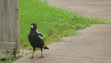 Australian-Magpie-Walking-Along-Garden-Path-Australia-Gippsland-Maffra-Victoria