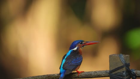 a-cute-little-bird-named-Blue-eared-kingfisher-got-the-fish-it-was-targeting
