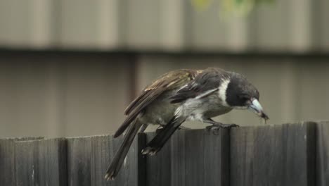 Young-Juvenile-Butcherbird-Trying-To-Get-Food-Insect-From-Adult-Butcherbird-Perched-On-Fence-Wet-Raining-Australia-Gippsland-Victoria-Maffra