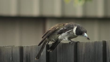 Butcherbird-Juvenil-Tratando-De-Obtener-Alimento-De-Insectos-Adultos-Butcherbird-Encaramado-En-La-Valla-Húmeda-Lloviendo-Australia-Gippsland-Victoria-Maffra