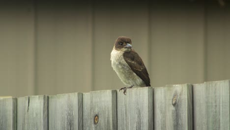 Young-Juvenile-Butcherbird-Perched-On-Fence-Then-Flies-Away-Australia-Gippsland-Victoria-Maffra