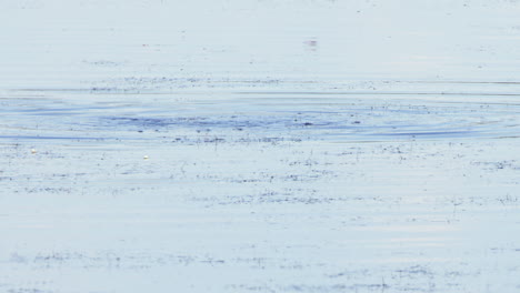 Surface-of-pond-water,-aquatic-bird-Grebe-surfaces-amid-marsh-bubbles