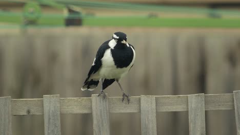 Male-Mudlark-Magpie-Lark-Bird-Perched-On-Fence-Trellis-Australia-Gippsland-Maffra-Victoria-Daytime
