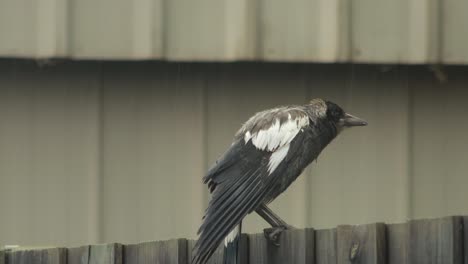 Wet-Juvenile-Australian-Magpie-Perched-On-Fence-Then-Flies-Off-Raining-Australia-Gippsland-Victoria-Maffra