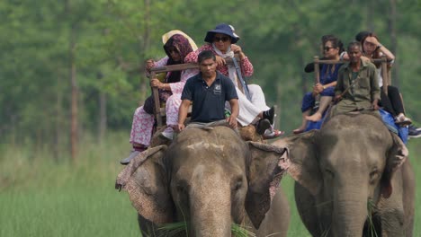 Safari-En-Elefante-Por-La-Jungla-En-El-Parque-Nacional-Chitwan,-Nepal