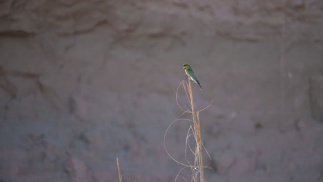 Blue-Tailed-Bee-Eater-Landing-on-Perch