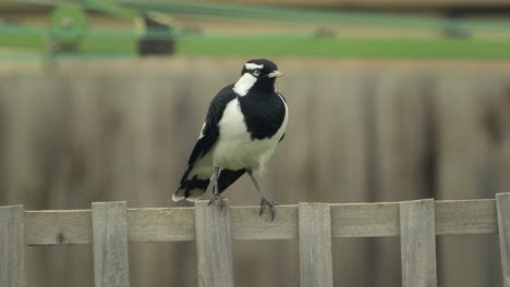 Male-Mudlark-Magpie-Lark-Bird-Perched-On-Fence-Trellis-Australia-Gippsland-Maffra-Victoria