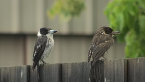 Wet-Butcherbirds-Adult-And-Juvenile-Perched-On-Fence-Raining-Australia-Gippsland-Victoria-Maffra