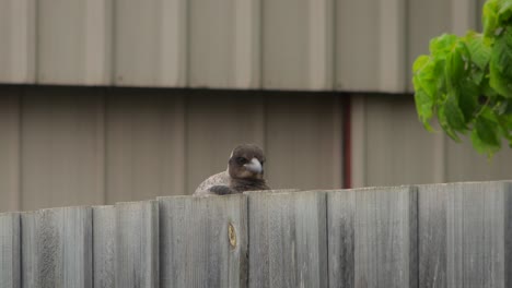 Juvenile-Australian-Magpie-Jumping-Up-Onto-Fence-Australia-Gippsland-Maffra-Victoria