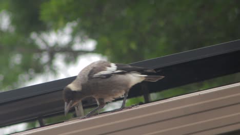 Juvenile-Young-Australian-Magpie-On-Top-Of-Shed-Roof-Sitting-Down-Big-Green-Tree-In-Background-Daytime-Australia-Gippsland-Maffra-Victoria