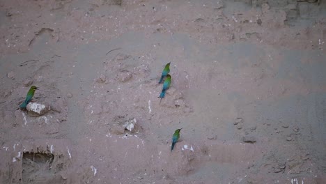 Flock-of-Blue-tailed-Bee-Eater-in-Breeding-Colony