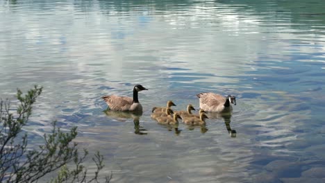 A-Family-Of-Geese-Swimming-In-A-Freshwater-Lake-Pond