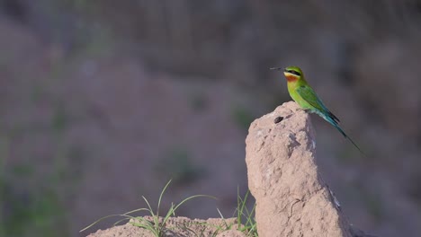 Blue-Tailed-Bee-Eater-in-Breeding-Colony-Waiting-for-female-to-feed