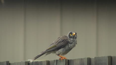 Wet-Noisy-Miner-Bird-Perched-On-Fence-Raining-Australia-Gippsland-Victoria-Maffra