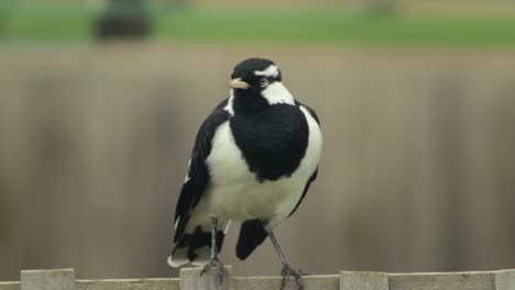 Male-Mudlark-Magpie-Lark-Bird-Perched-On-Fence-Trellis-Flying-Away-Australia-Gippsland-Maffra-Victoria