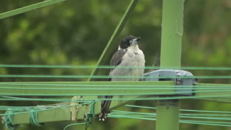 Butcherbird-Posado-Sobre-La-Línea-De-Lavado-De-Ropa-Lloviendo-Australia-Gippsland-Maffra-Victoria