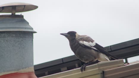 Juvenile-Young-Australian-Magpie-On-Top-Of-Roof-Pecking-At-Gutters-With-Chimney-And-Solar-Panels-Daytime-Australia-Gippsland-Maffra-Victoria