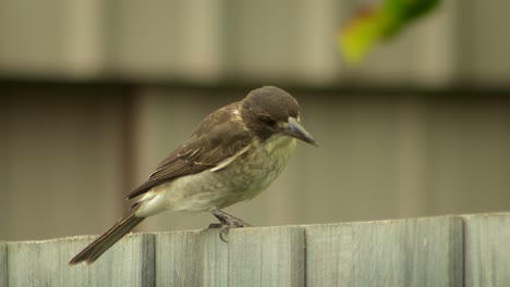 Butcherbird-Juvenil-Juvenil-Posado-Sobre-Una-Valla-De-Madera-Volando-Australia-Gippsland-Maffra-Victoria