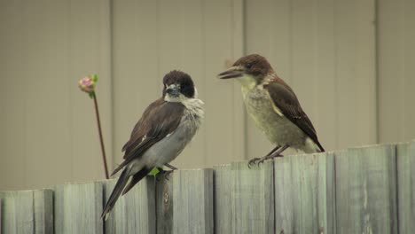 Juvenile-Butcherbird-Jumping-Up-Onto-Fence-Adult-Butcherbird-Perched-On-Fence-Australia-Gippsland-Maffra-Victoria