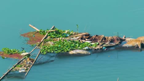 Das-Wasser-Ist-Durch-Den-Verwesenden-Kadaver-Einer-Toten-Kuh-Verschmutzt---Schwenk-Nach-Rechts