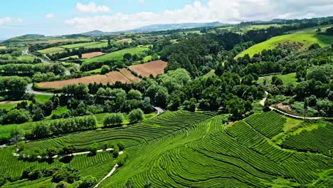 Cha-Gorreana-tea-plantation-in-Azores,-Portugal,-showcasing-lush-green-terraces-under-a-bright-sky