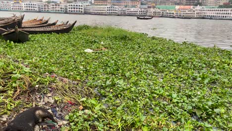 Dog-carcass-lies-on-the-river-bank-of-the-Buriganga-river-surrounded-by-water-hyacinth,-swarmed-by-flies