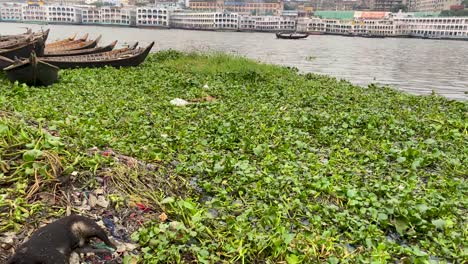 El-Cadáver-Del-Perro-Se-Encuentra-En-La-Orilla-Del-Río-Buriganga-Rodeado-De-Jacintos-De-Agua,-Plagado-De-Moscas.