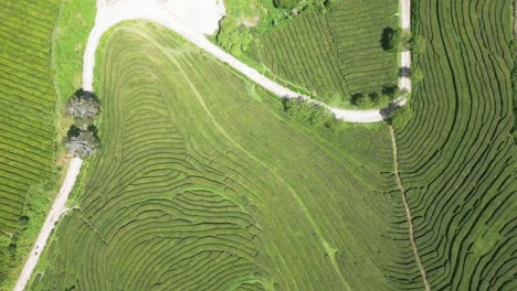 Exuberantes-Campos-De-Arroz-En-Terrazas-Verdes-Con-Senderos-Sinuosos-En-Un-Paisaje-Rural,-Vista-Aérea